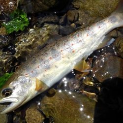 尺イワナハンティング ～長良川水系～